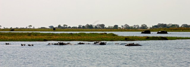 hippos
