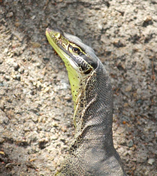 1274384_10151971522603185_208461560_o