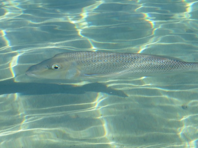 UNADJUSTEDNONRAW_thumb_44f