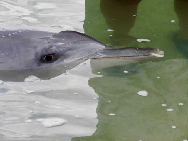 XapEpX5kTA6Ftvyamrr35A_thumb_494