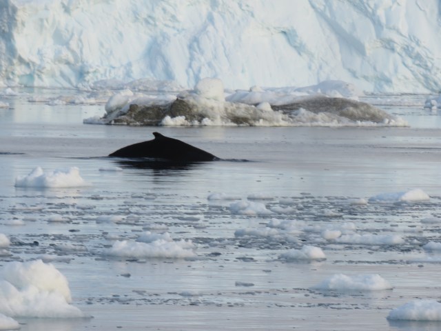 iceberg whale
